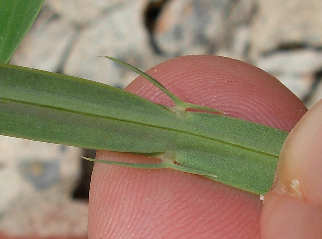 Lathyrus latifolius / Cicerchia a foglie larghe